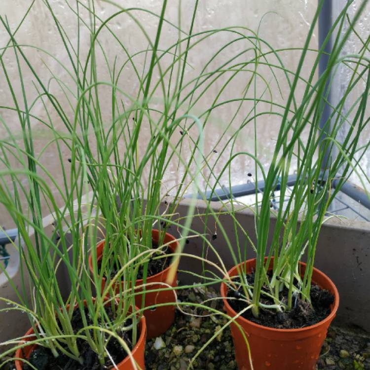 plant image 1450790 plant image 1450790
