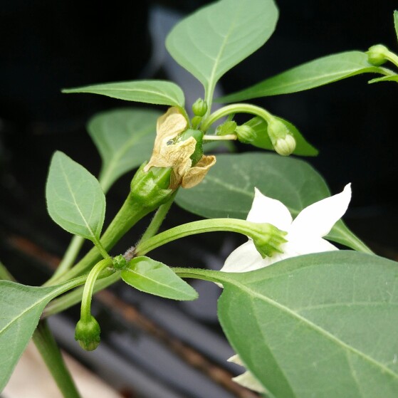 Capsicum Annuum 'Apache'