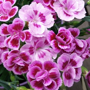 plant image 145108 plant image 145108