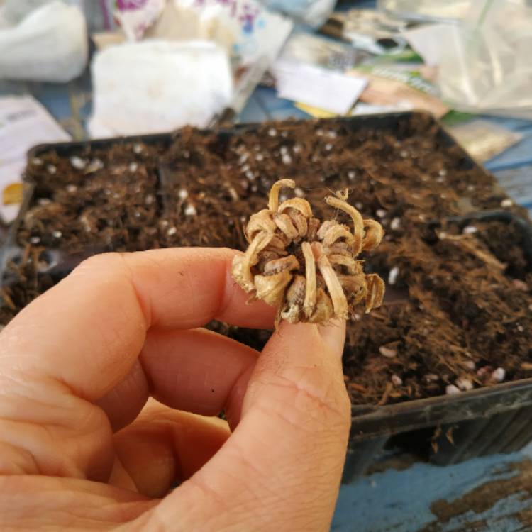 plant image 1451188