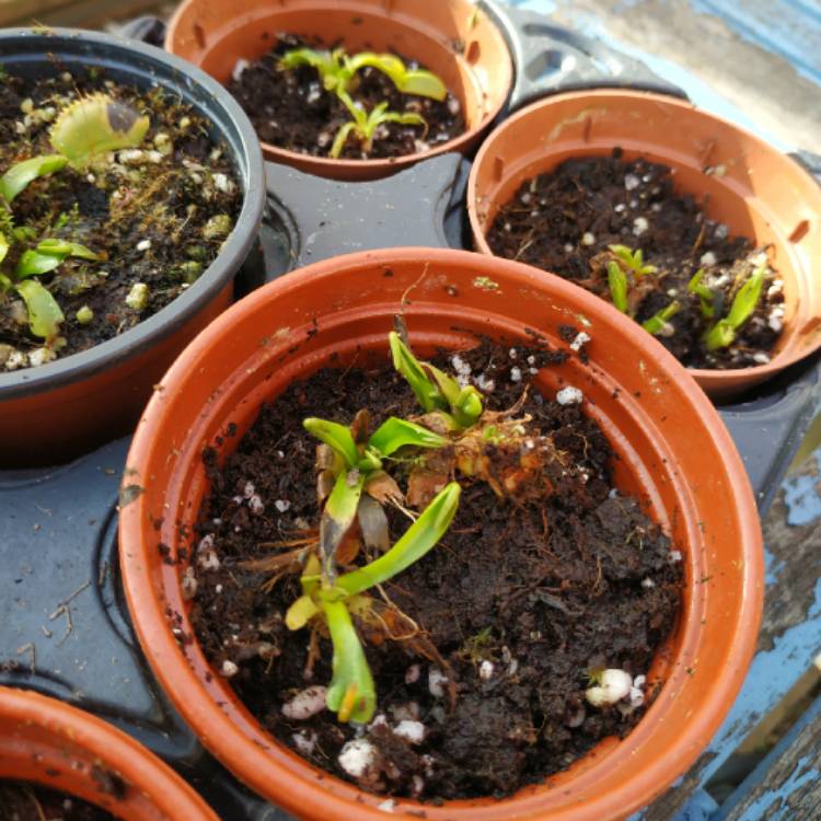 plant image 1456749 plant image 1456749