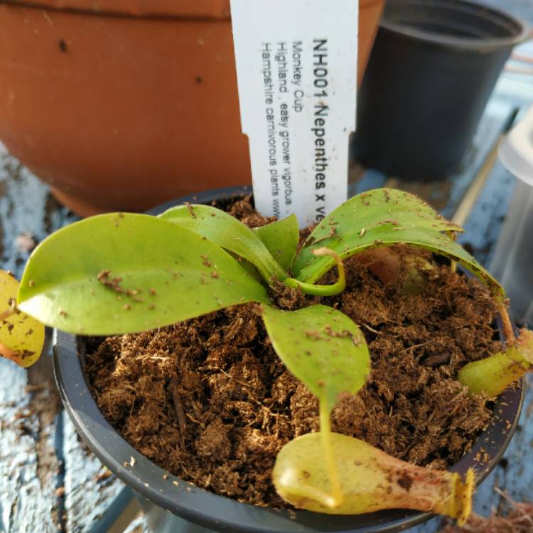 plant image 1456758 plant image 1456758
