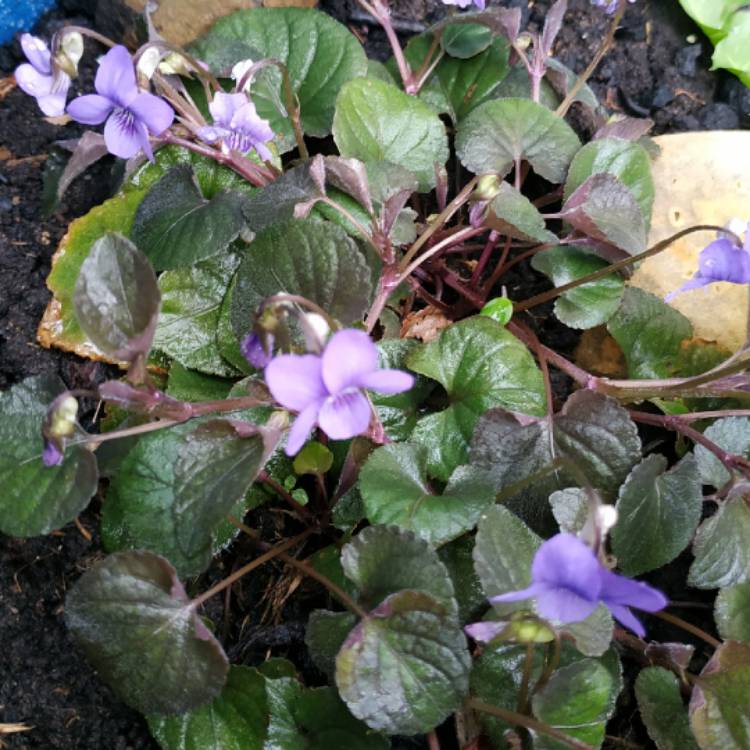 plant image 1457243 plant image 1457243