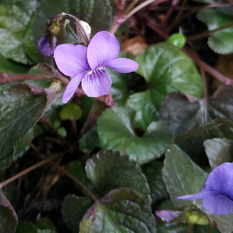 plant image 1457244 plant image 1457244