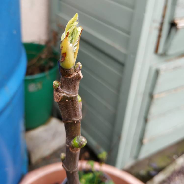 plant image 1457245