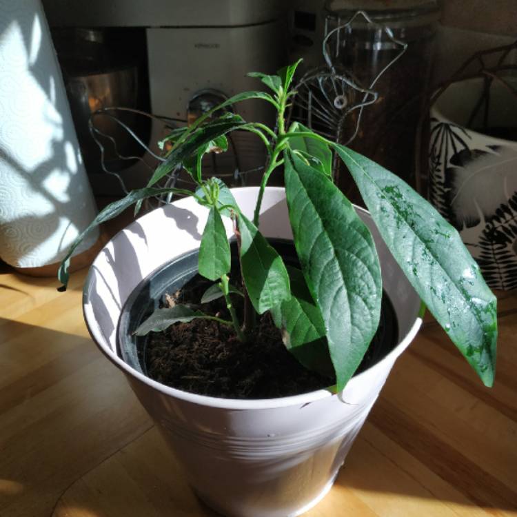 plant image 1461431