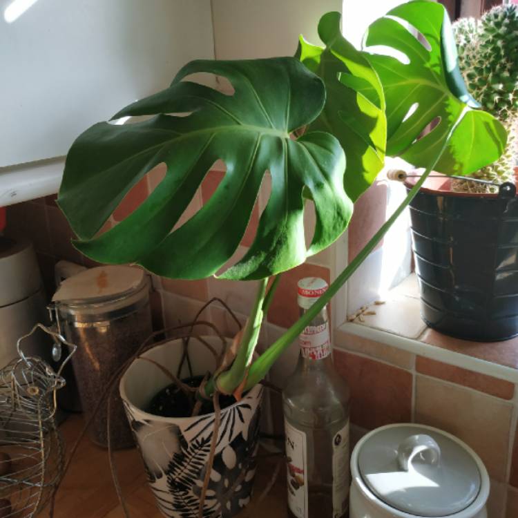 plant image 1461432