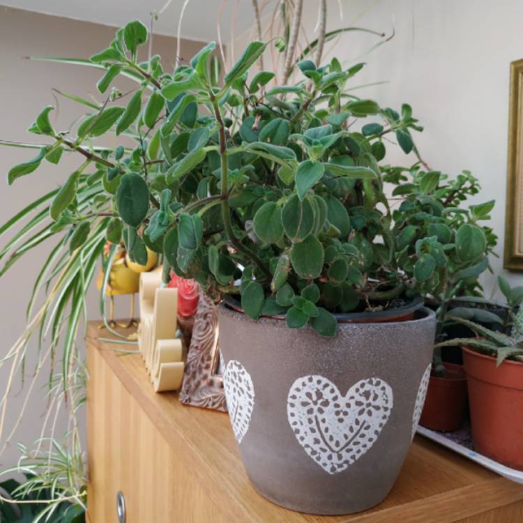 plant image 1461467 plant image 1461467