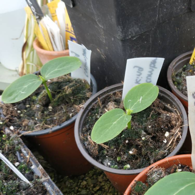 plant image 1461981