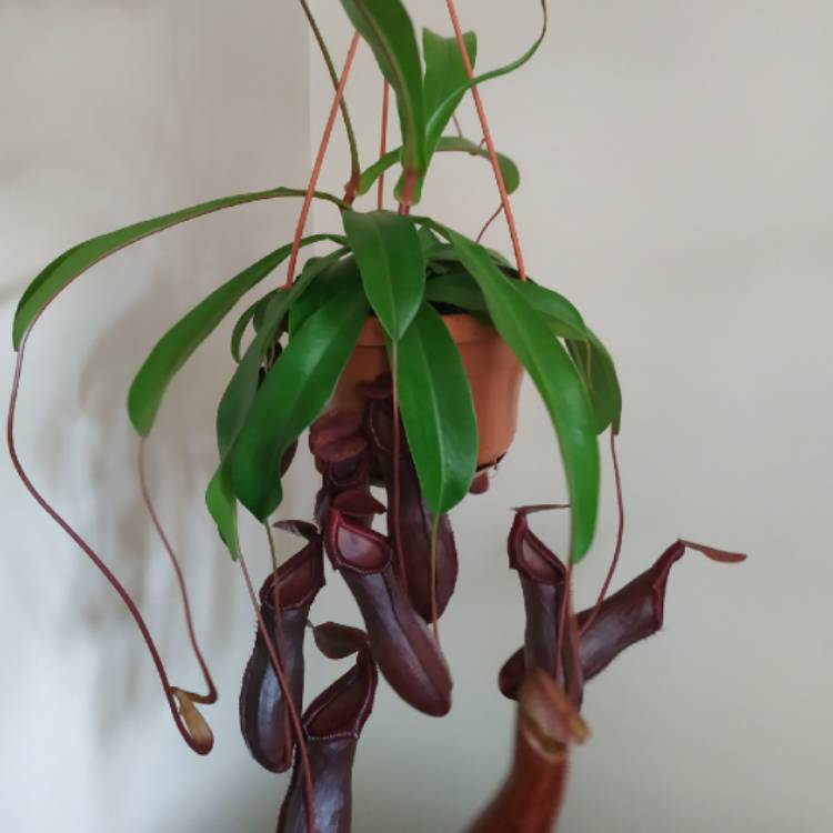 plant image 1465339 plant image 1465339