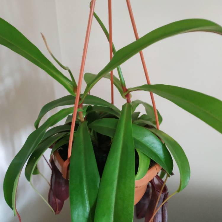 plant image 1465340 plant image 1465340