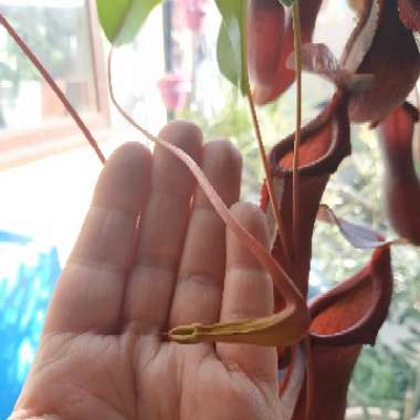 Nepenthes 'Bloody Mary' small