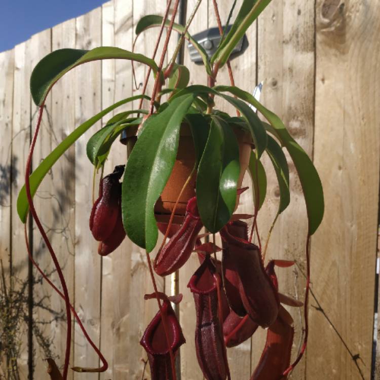 plant image 1466408 plant image 1466408
