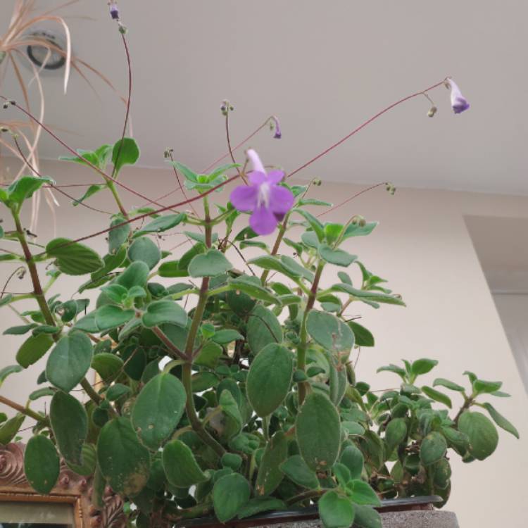 plant image 1466602 plant image 1466602