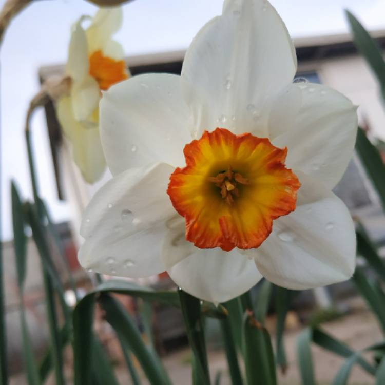 Plant image Narcissus 'Double Fashion'