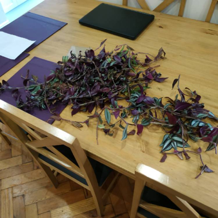 plant image 1469264