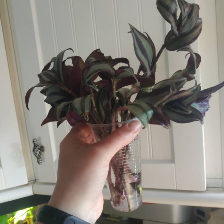plant image 1469265
