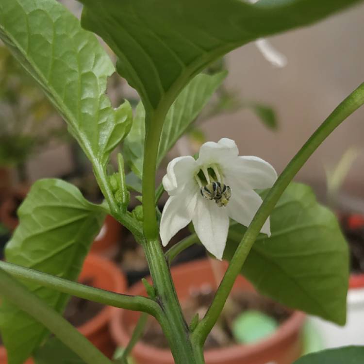 plant image 1470122 plant image 1470122