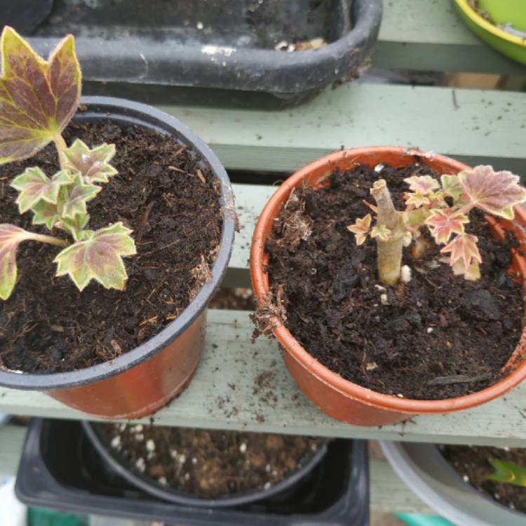 plant image 1470128 plant image 1470128