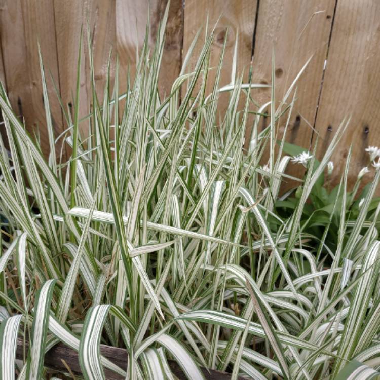 plant image 1470987
