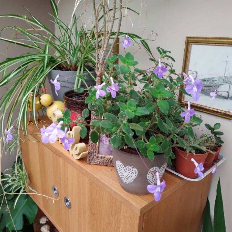 plant image 1470989 plant image 1470989