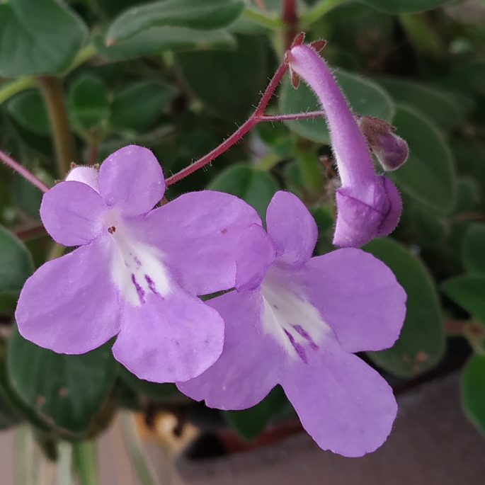 plant image 1471058 plant image 1471058