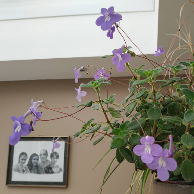 plant image 1471059 plant image 1471059