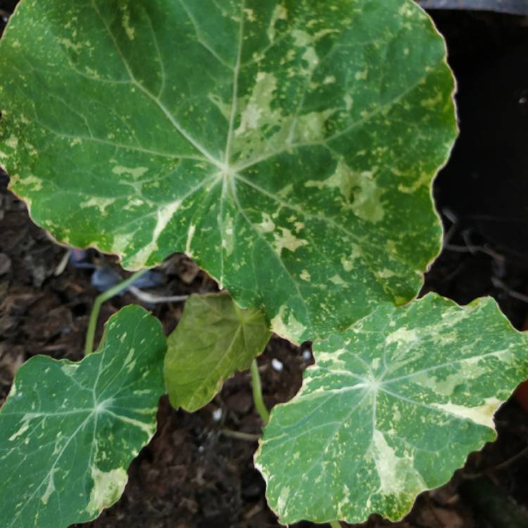 plant image 1471892 plant image 1471892