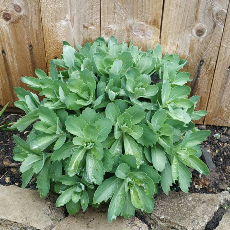 plant image 1474416
