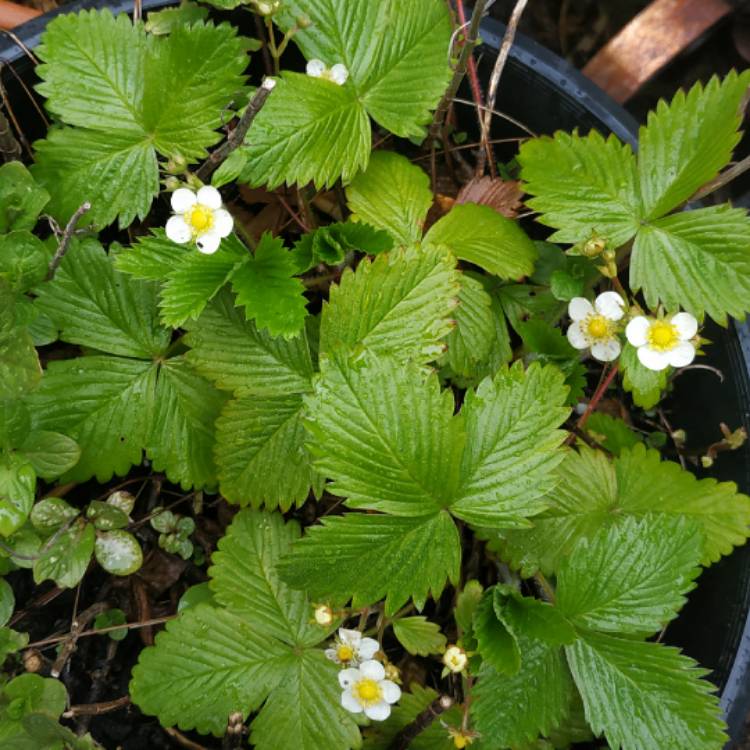 plant image 1474421
