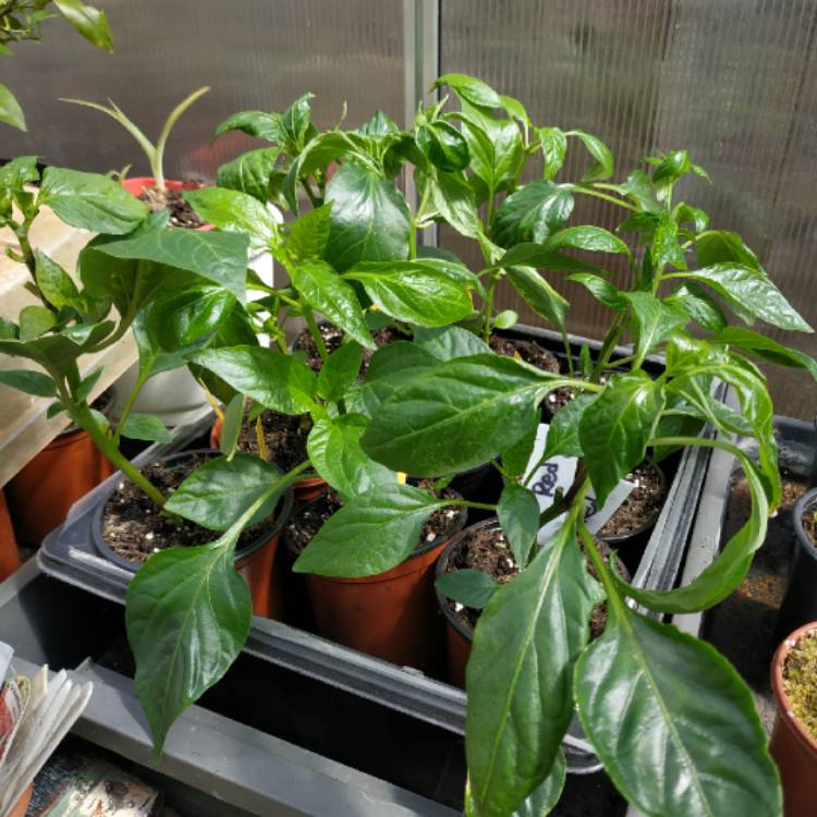 plant image 1477301 plant image 1477301