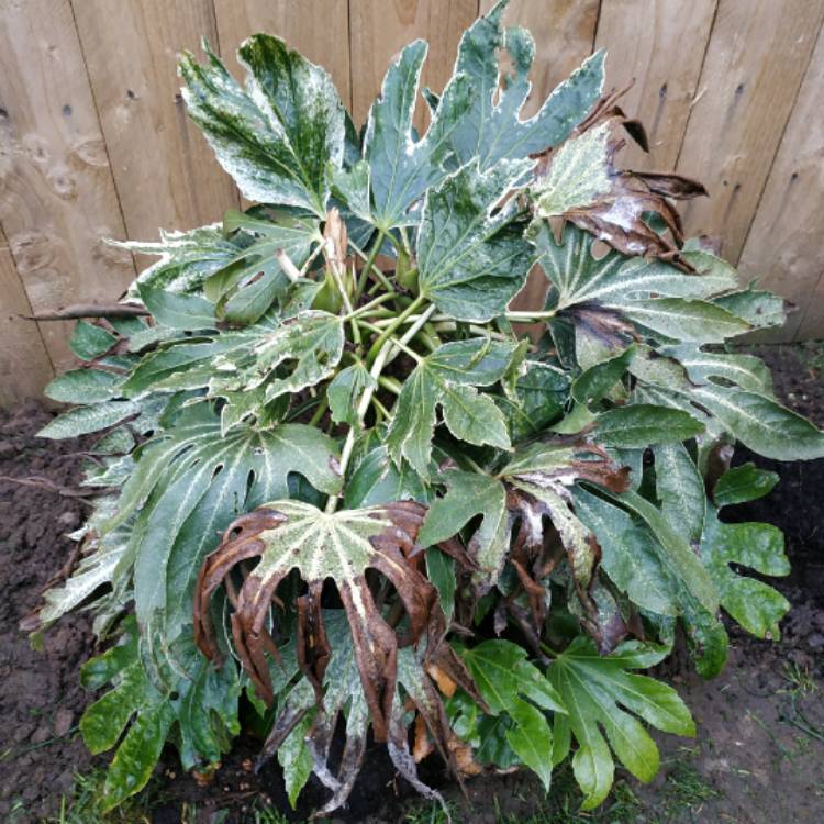 plant image 1478959 plant image 1478959