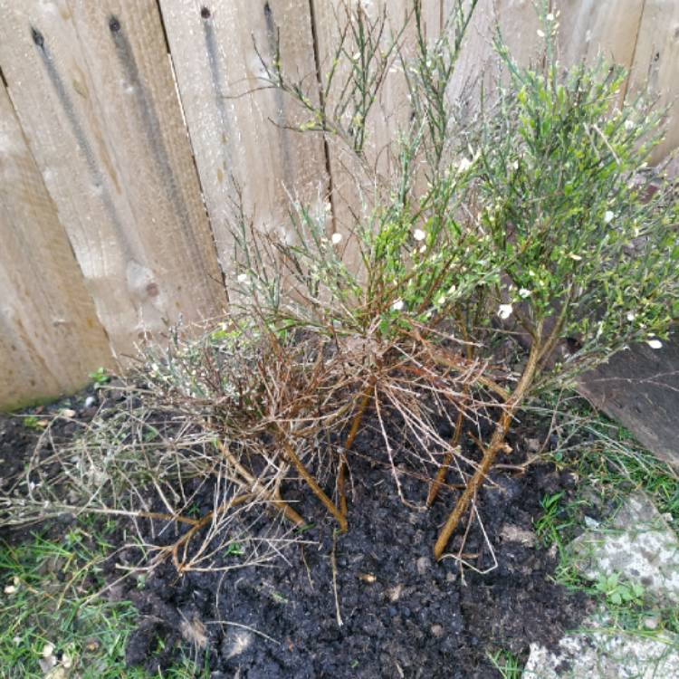 plant image 1478960