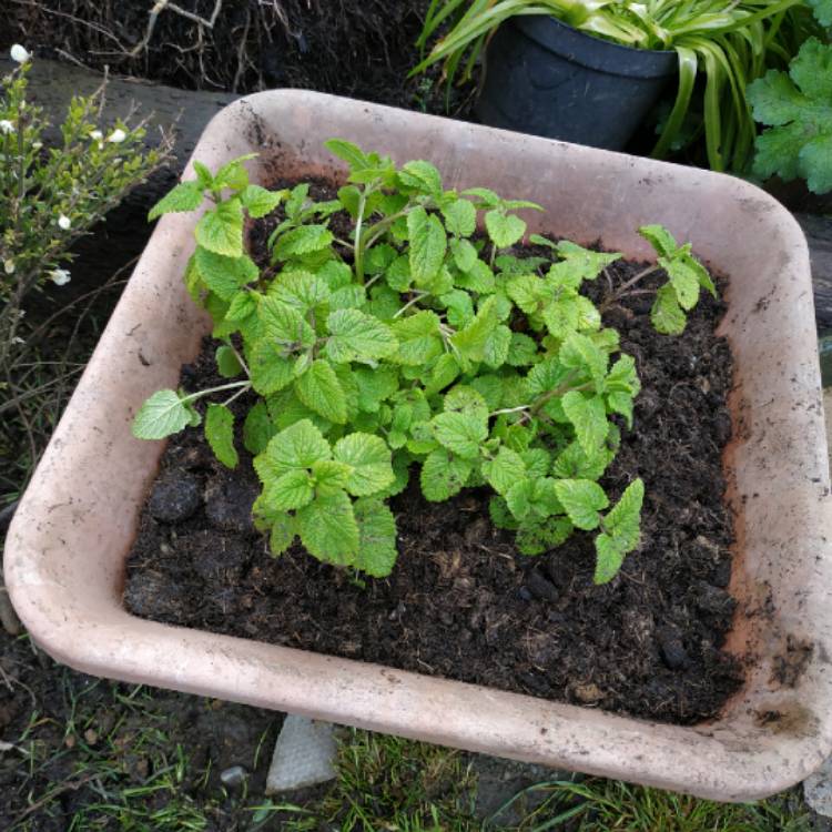 plant image 1480921