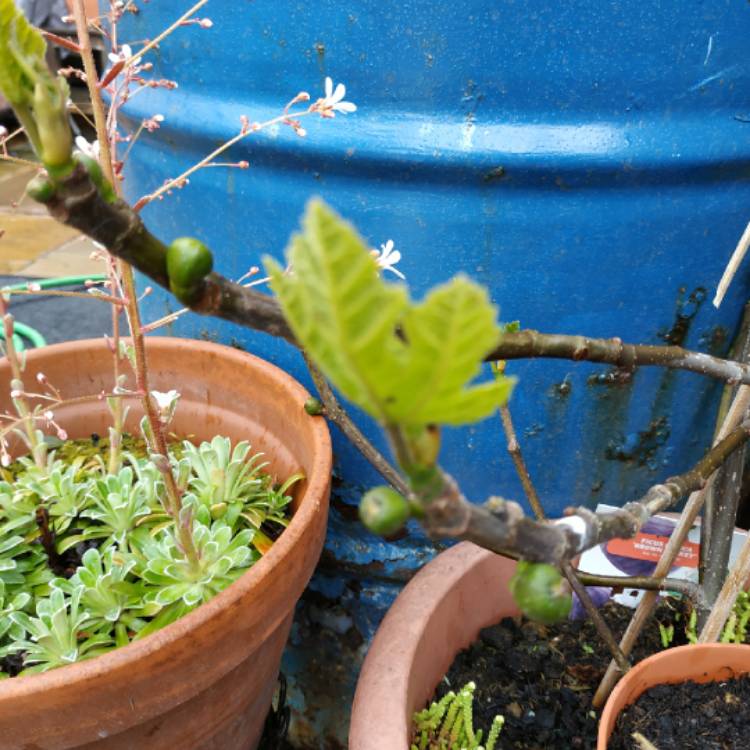 plant image 1480949