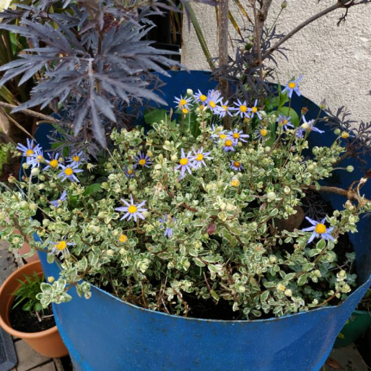 plant image 1480955
