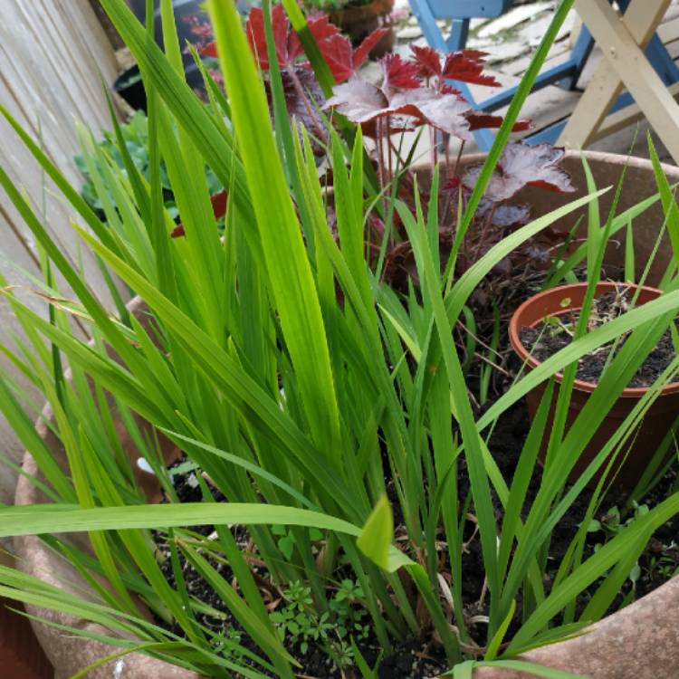 plant image 1481751