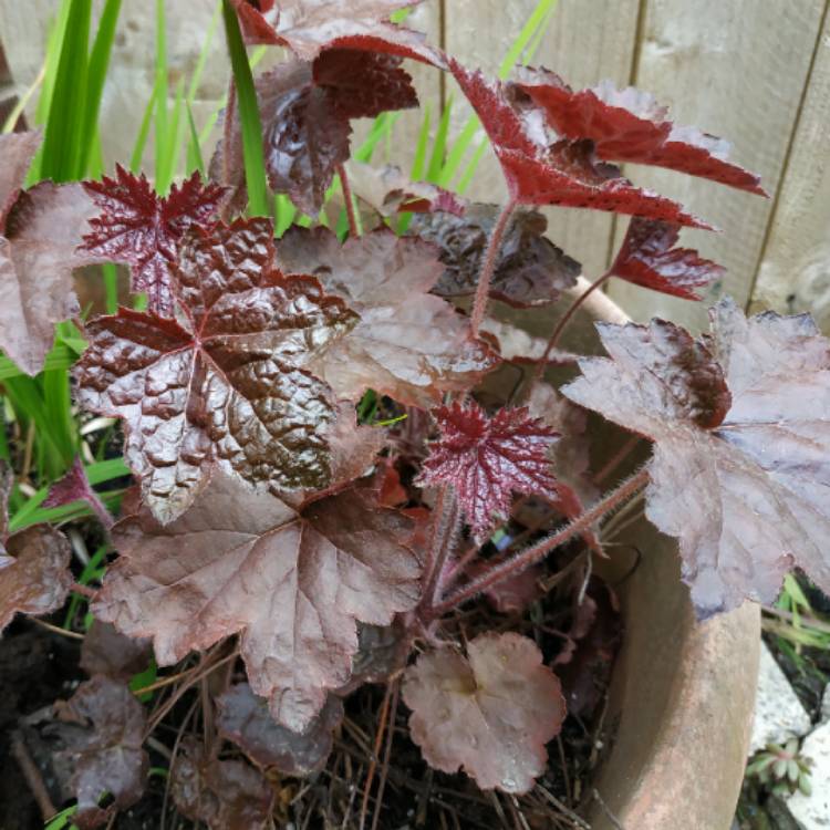 plant image 1481752 plant image 1481752