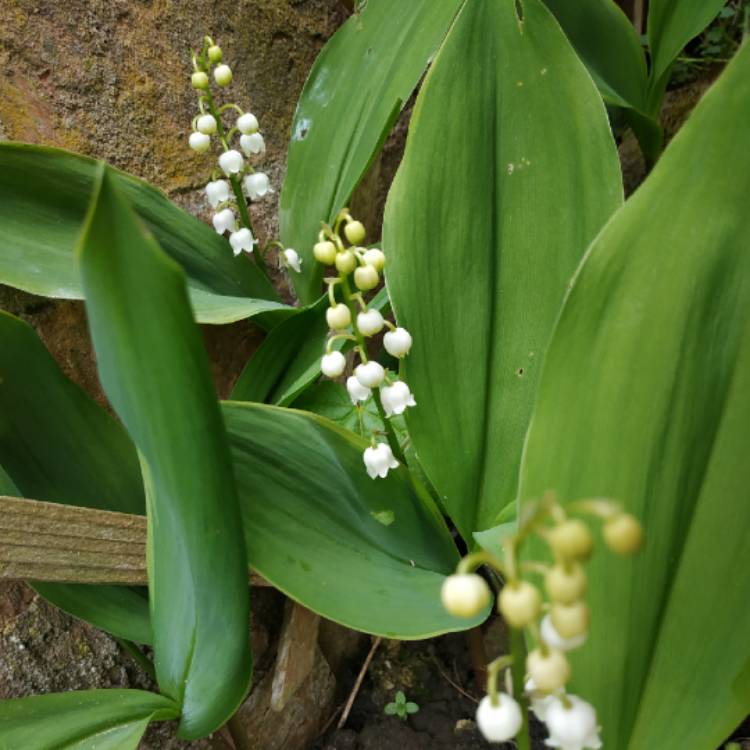 plant image 1481762 plant image 1481762