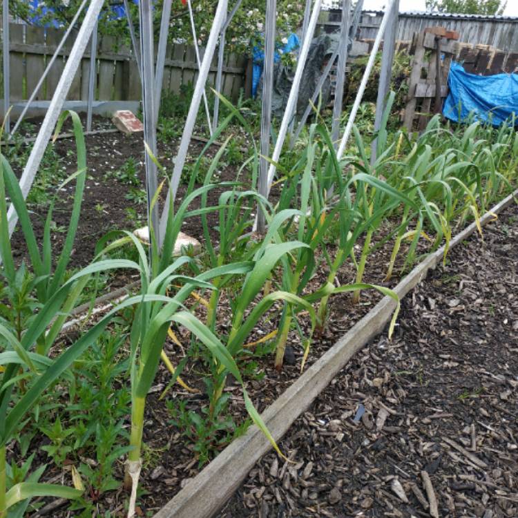 plant image 1482654 plant image 1482654