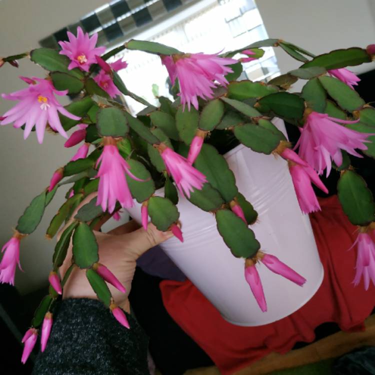 plant image 1484335 plant image 1484335