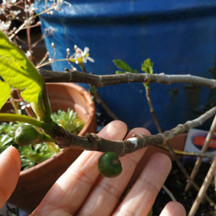 plant image 1484834