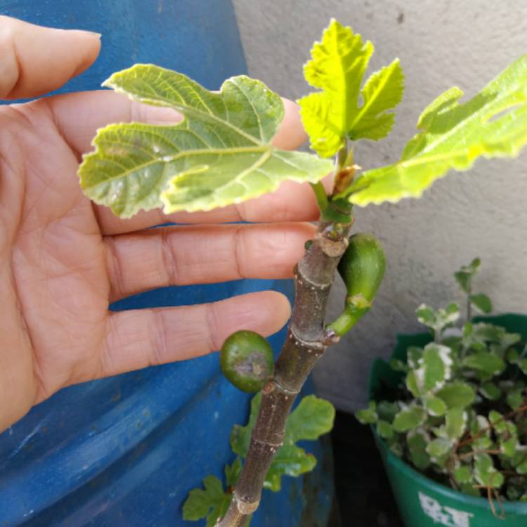 plant image 1484835