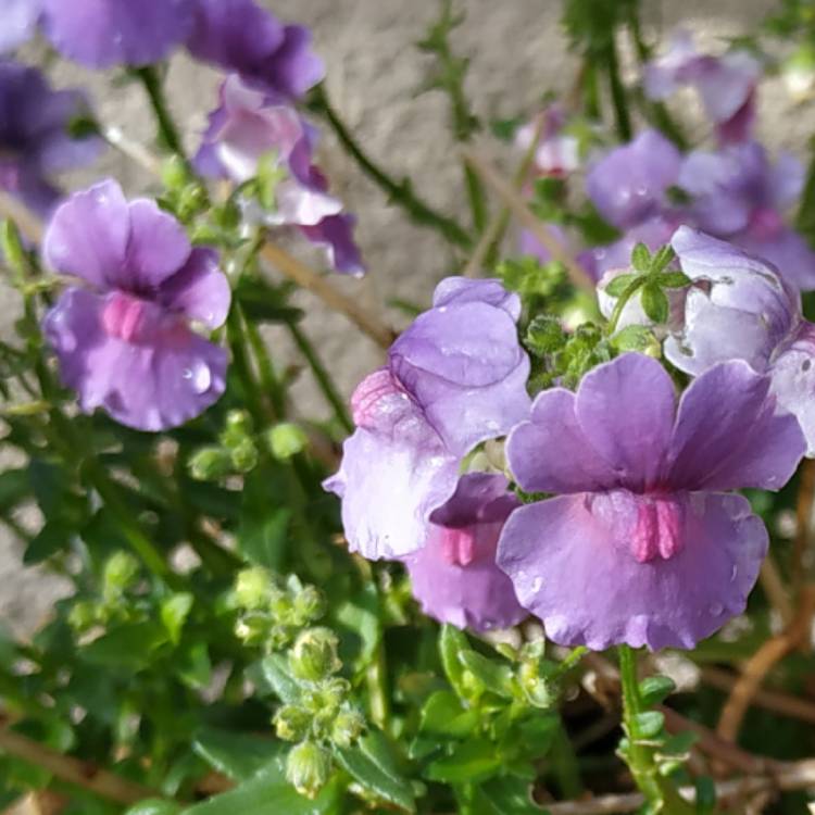 plant image 1484837 plant image 1484837