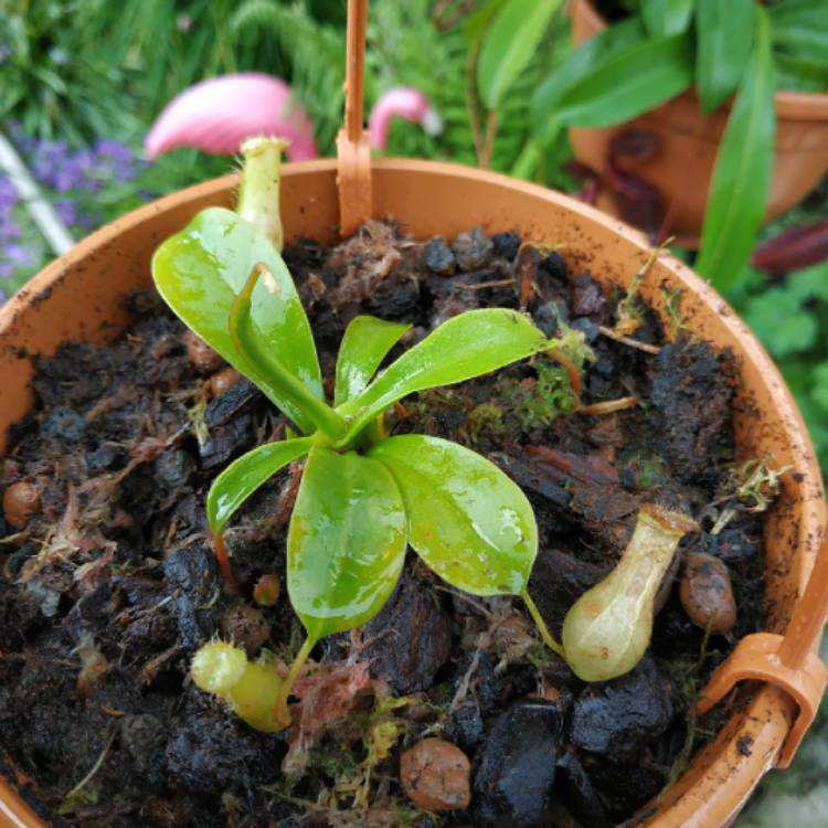 plant image 1485300 plant image 1485300
