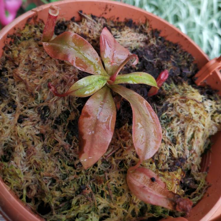 plant image 1485301 plant image 1485301
