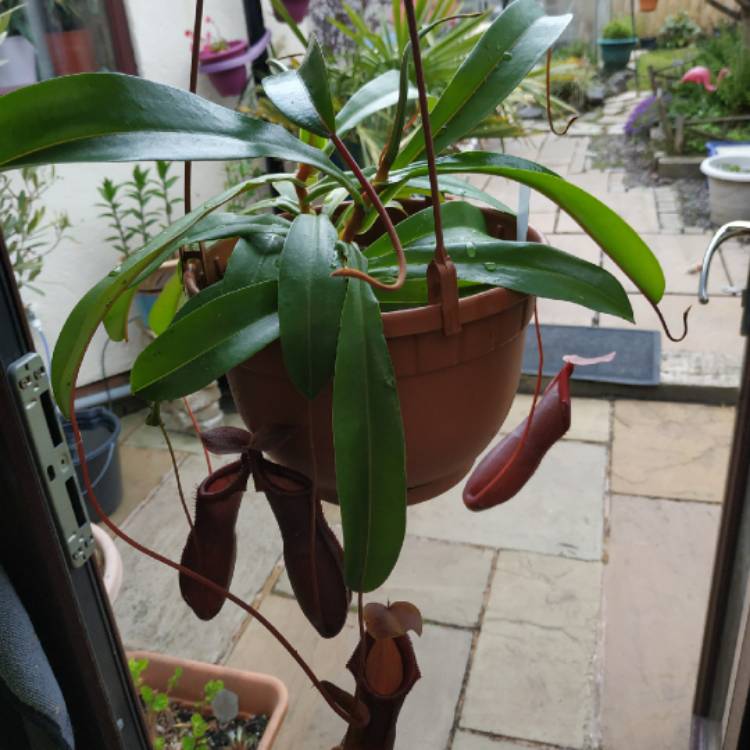 plant image 1485435 plant image 1485435