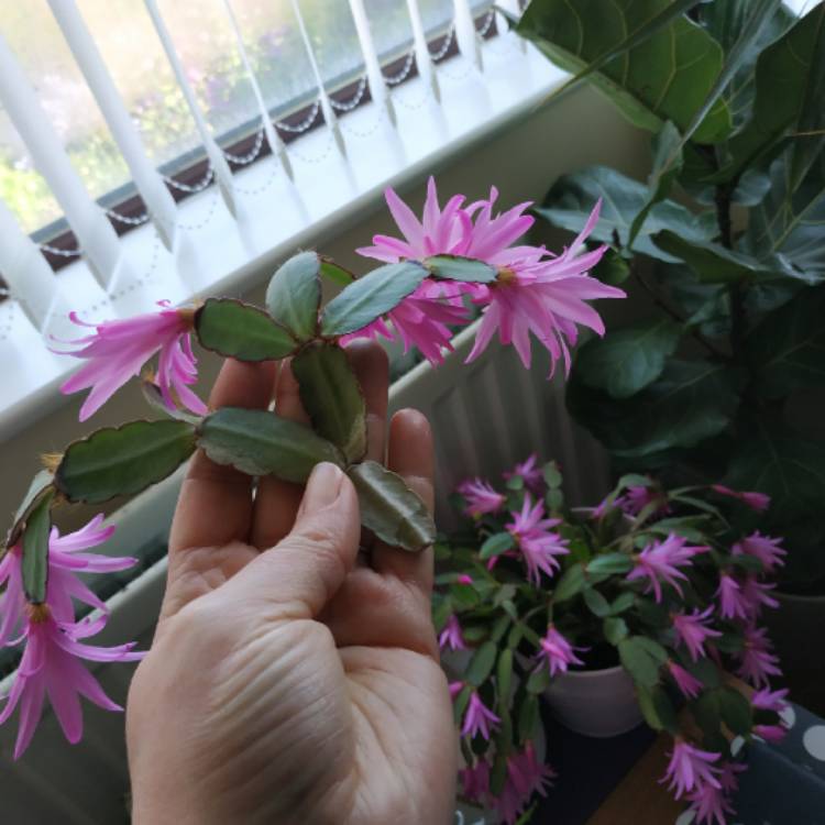 plant image 1487475 plant image 1487475