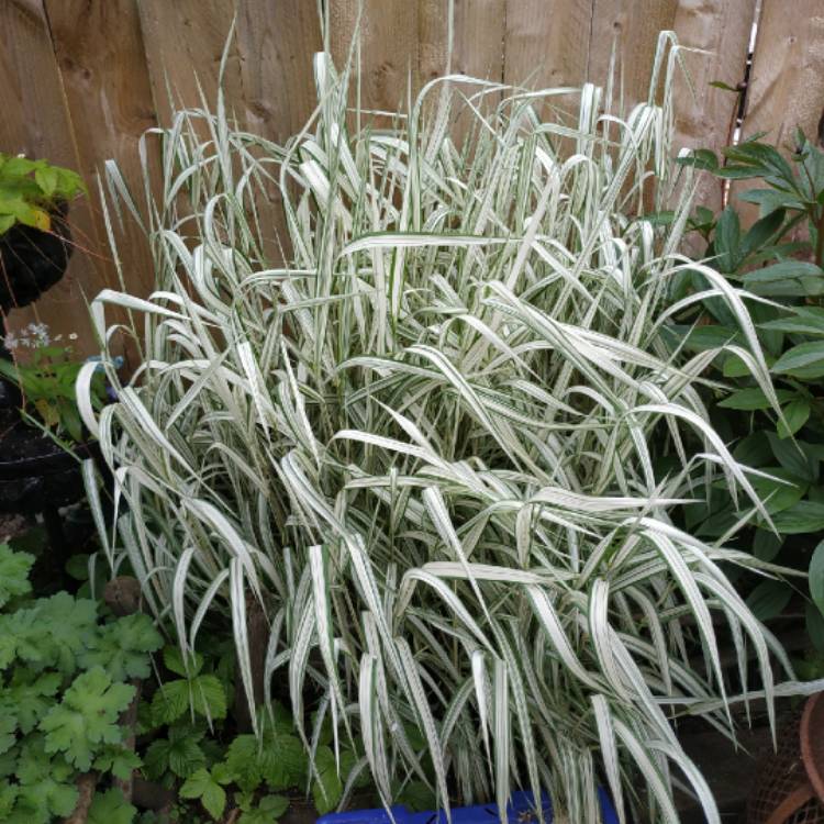 plant image 1488830