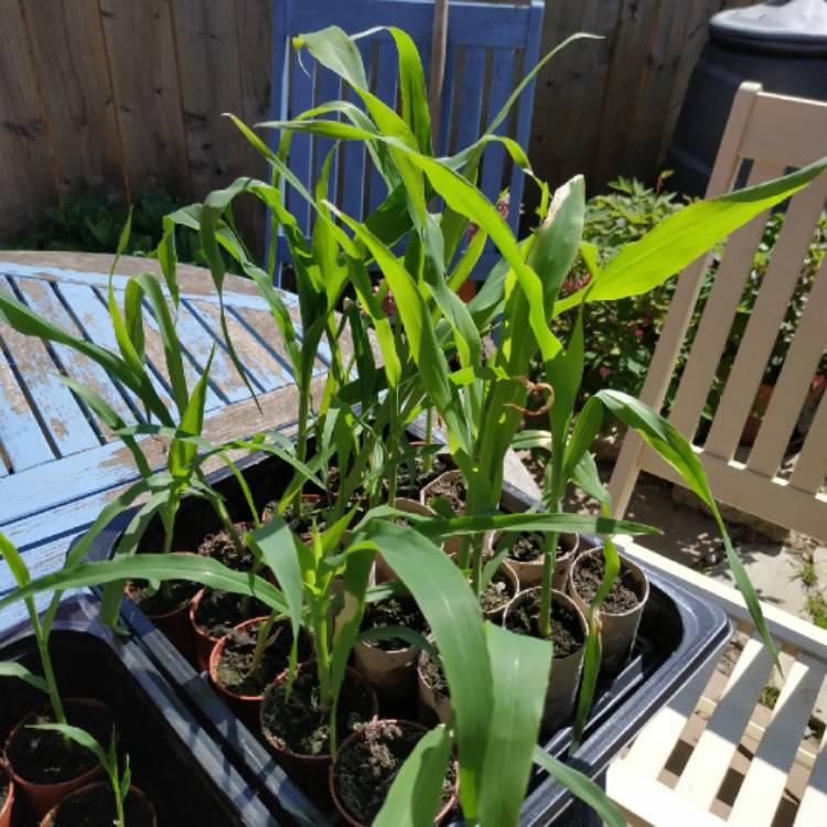plant image 1490227 plant image 1490227